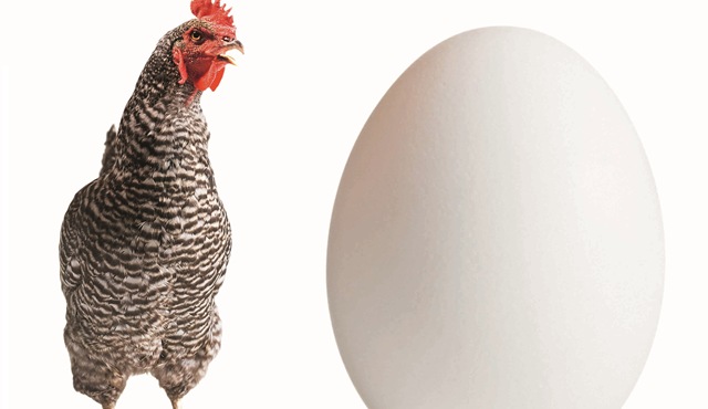 Курица и яйцо