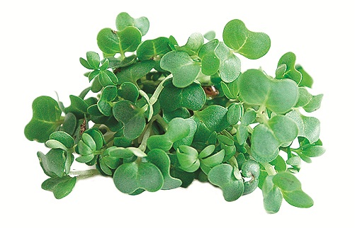 Водяной кресс