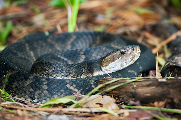 ЩИТОМОРДНИК