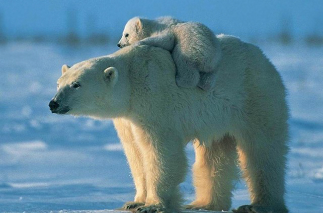 БЕЛЫЙ МЕДВЕДЬ