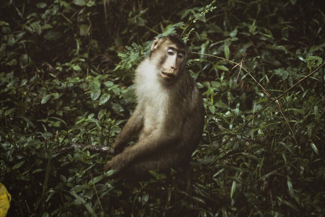 Signs of monkeypox: 5 symptoms that appear before the rash