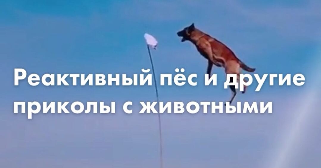 Rocket Dog and 8 other funny animal videos