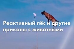 Реактивный пёс и ещё 8 прикольных видео с животными