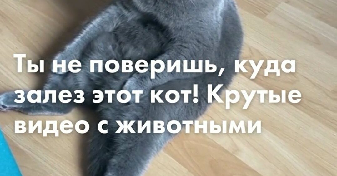 You won’t believe where this cat got into!  Cool Animal Videos