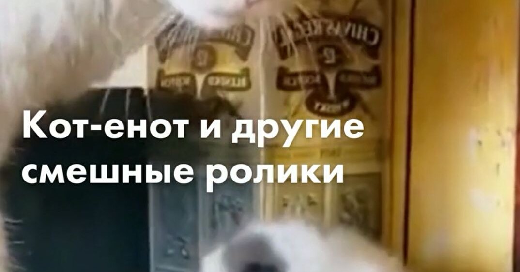 Raccoon cat, fluffy scout and other funny videos