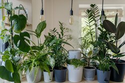 Здоровье в горшочках: как выбрать комнатные цветы