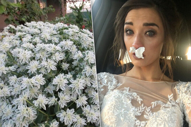 Ядовитый букет невесты: как полевые цветы едва не сорвали свадьбу