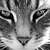KITTI
