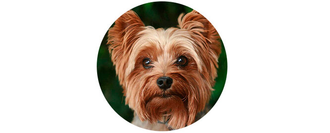 Allergies, children, small apartment?  5 dog breeds that suit you