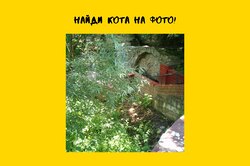 Найти кота на фото удается только одному человеку из 10 — а у тебя получится?
