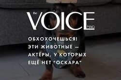 Обхохочешься! Эти животные — актёры, у которых ещё нет «Оскара»