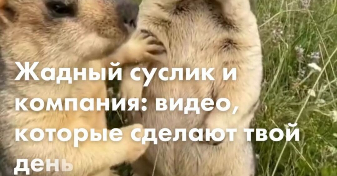 Greedy Gopher and Company: Videos that will make your day
