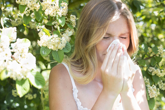 Апчхи, береза! Как распознать сезонную аллергию и облегчить ее течение