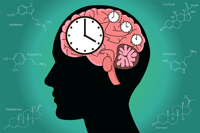 Why You Want to Sleep When You Have to Work: The Human Biological Clock