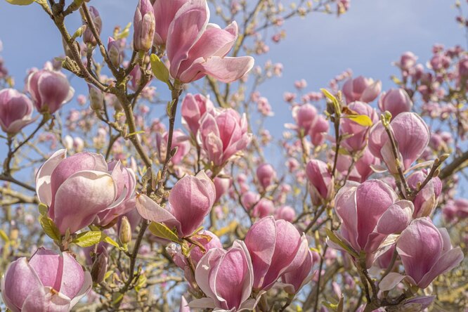 Весной и летом посетители парка «Южные культуры» могут любоваться цветением растений. Одна из любимиц гостей   магнолия 