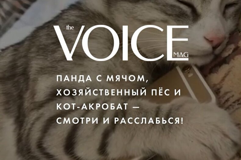 Панда с мячом, хозяйственный пёс и кот-акробат — смотри и расслабься!
