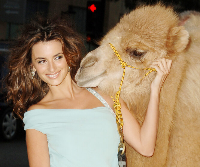 Поцелуй верблюда и оцелот в ресторане: 18 редких фото знаменитостей с животными