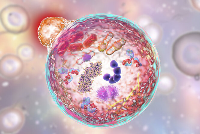 Autophagy and 3 other magic words, find out which one will delay your aging Autophagy and 3 other magic words, find out which one will delay your aging