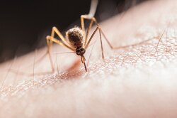 Чего точно нельзя делать после укуса комара, но так поступают все