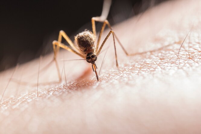 Чего точно нельзя делать после укуса комара, но так поступают все