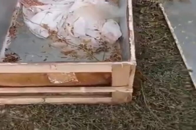 Жуткая находка: на Ставрополье обнаружили мёртвую школьницу в гробу у дороги