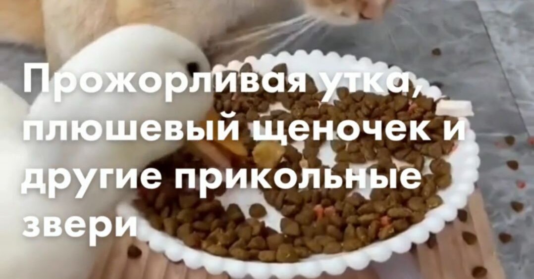 Gluttonous duck, stuffed puppy and other cool animals