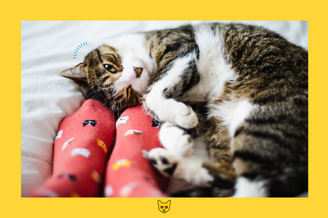 ” I love you !  » : how cats confess their love to their owner