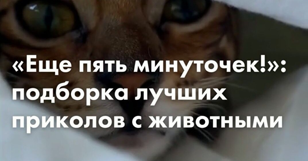 “Five more minutes!”  : a selection of the best jokes with animals
