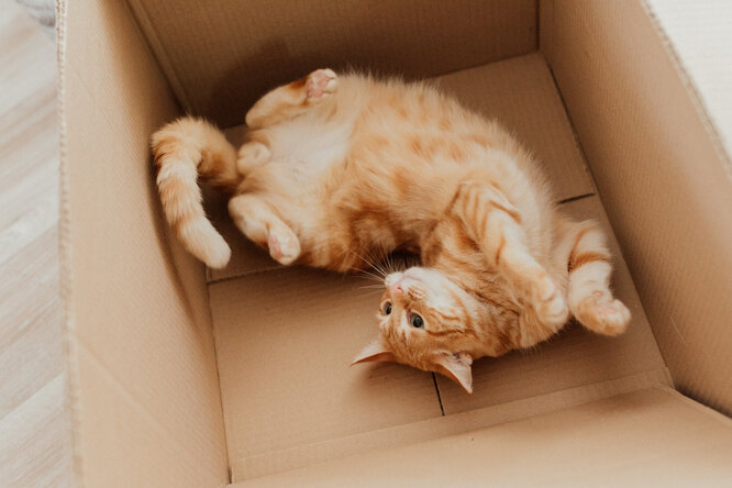 Why Cats Try to Sneak Into Small Boxes: You’ll Be Surprised!