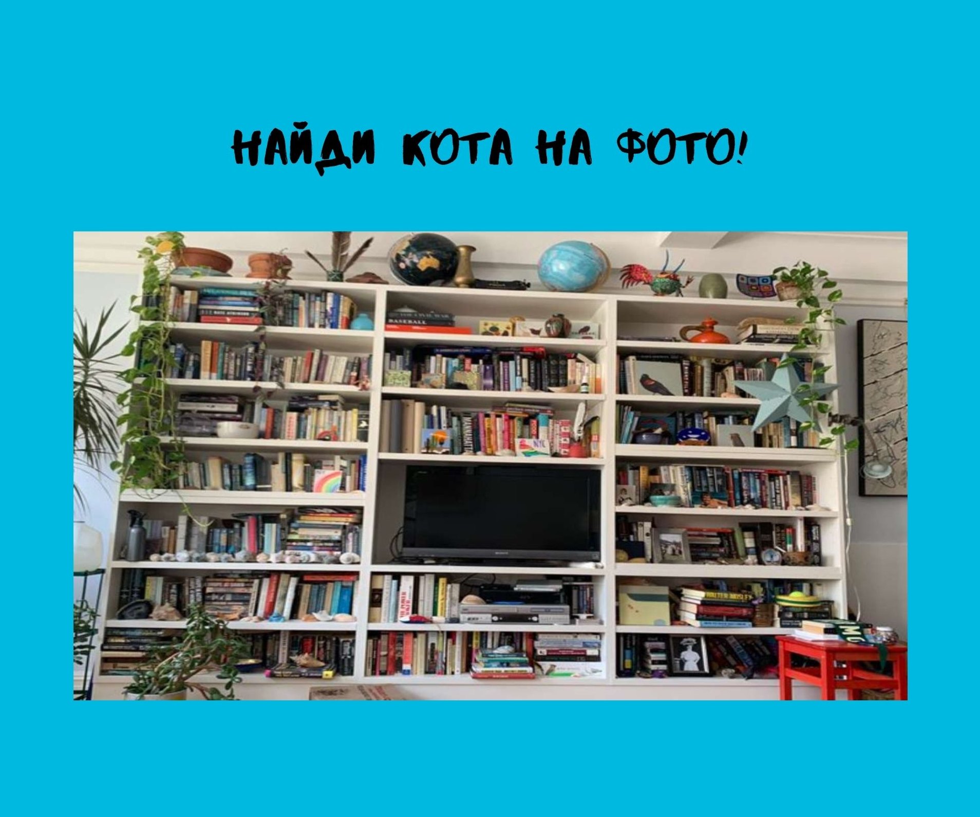 Twitter в растерянности никто не может найти кота на фото! А ты справишься