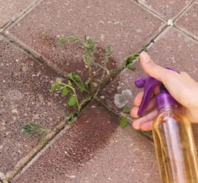Destroy all the weeds in the garden path overnight: so easy it seems magic