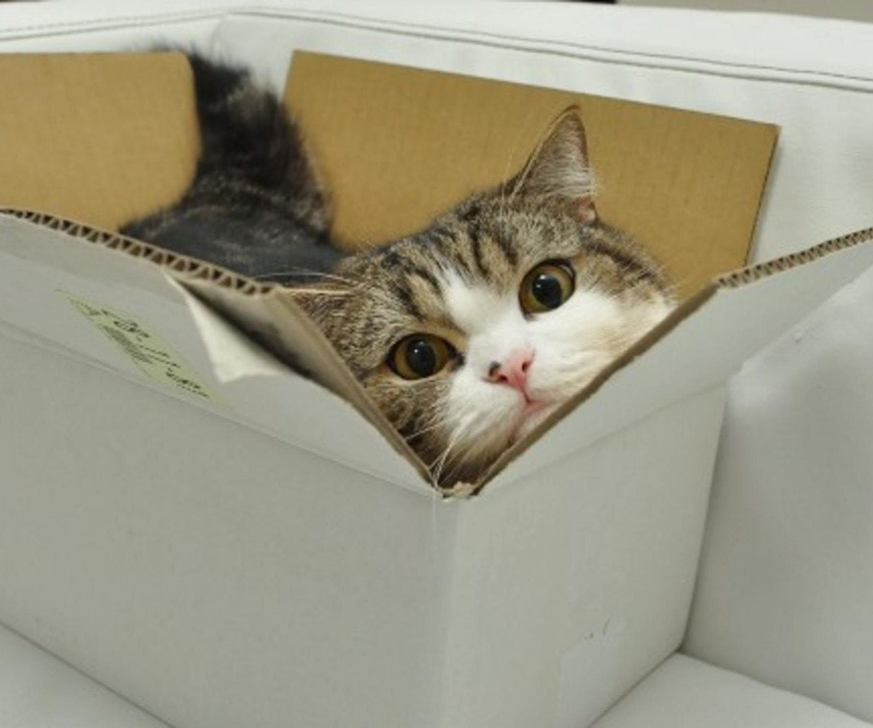 Почему кошки пытаются втиснуться в маленькие коробки: ты удивишься!