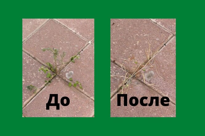 Уничтожить все сорняки с садовой дорожки за ночь: так просто, что кажется магией Уничтожить все сорняки с садовой дорожки за ночь: так просто, что кажется магией