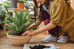 Посади фикус! 6 полезных для здоровья домашних растений