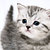 ЯкотЯ