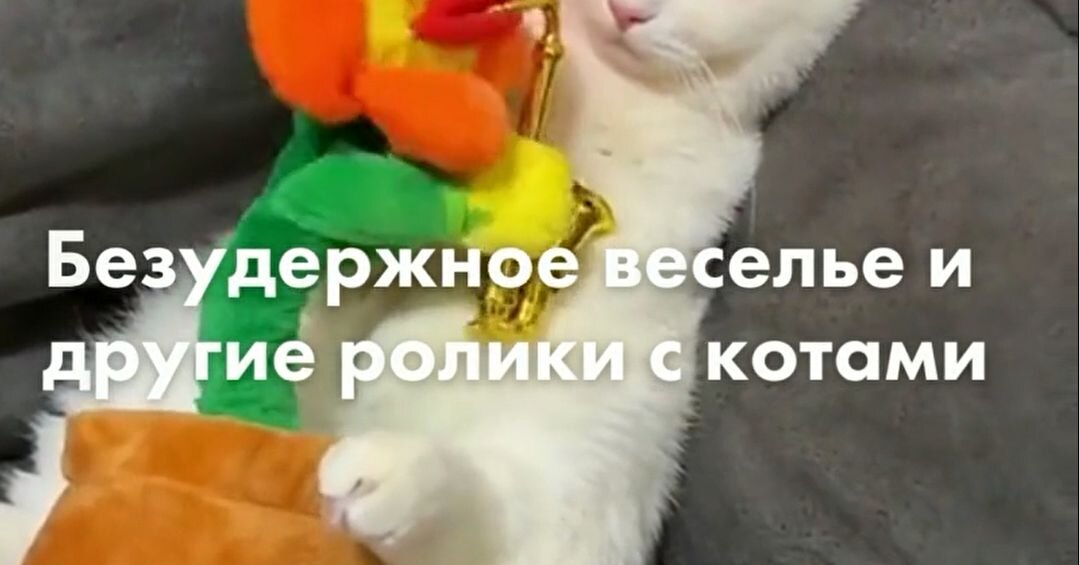 Unbridled fun, live hat and other videos with cats