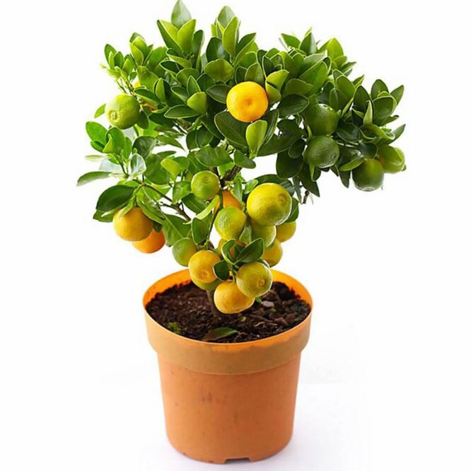 Цитрофортунелла каламондин относится к комнатным растениям, способным увлажнять и очищать воздух.