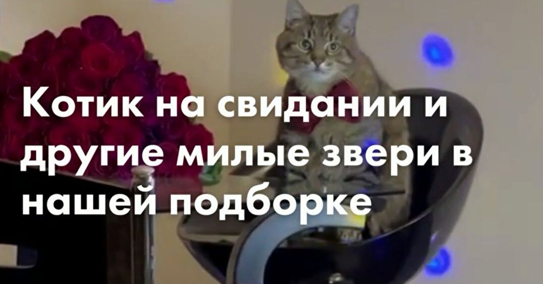 Cat on a date and other cute animals in our selection