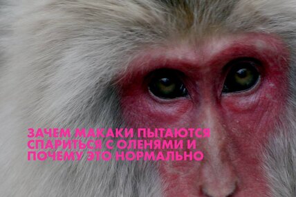 Зачем макаки пытаются спариться с оленями и почему это нормально?