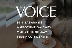 Эти забавные животные за пару минут поднимут тебе настроение!