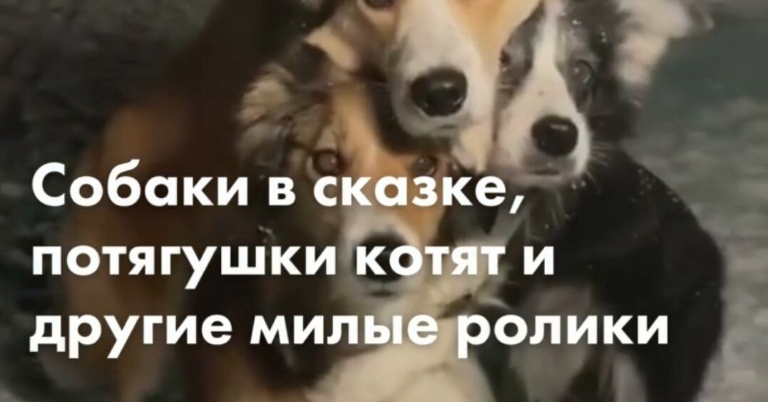 Dogs in a fairy tale, drawn kittens and other cute videos