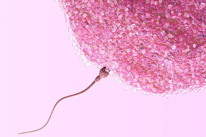 Зачать или подождать: 8 важных фактов о фертильности, которых ты можешь не знать