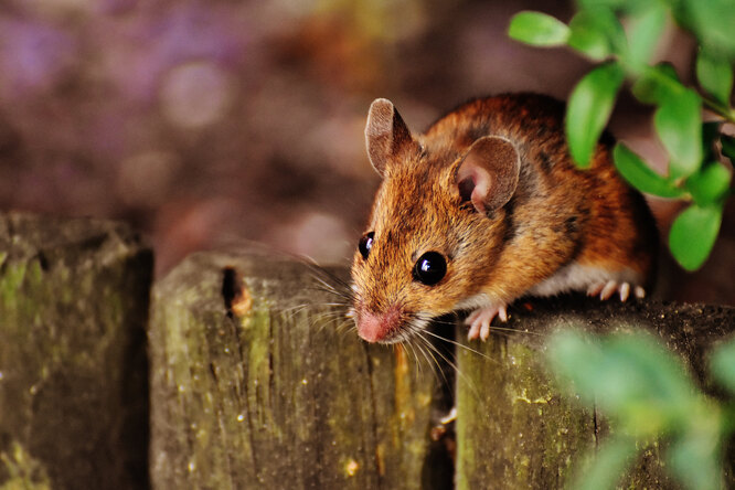 Why are mice treated: guess what they do with their milk?