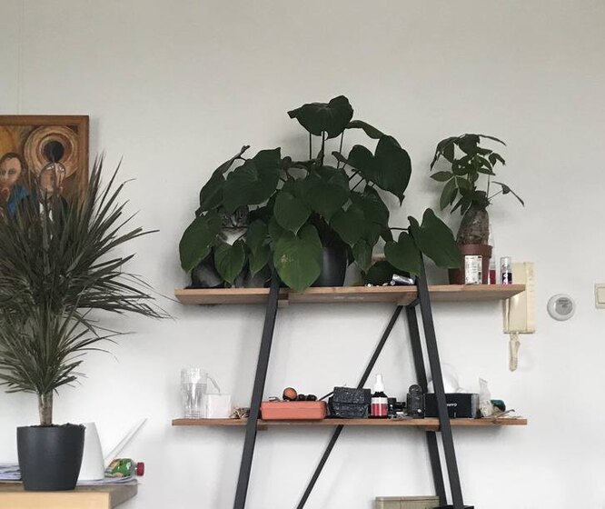 9 Out Of 10 People Can’t Find Cats In These Photos: Try It! 9 Out Of 10 People Can’t Find Cats In These Photos: Try It!