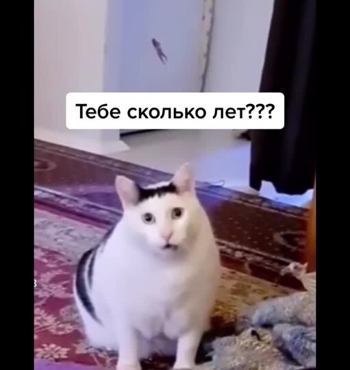 irritated!  The coolest and funniest memes that will lift your spirits