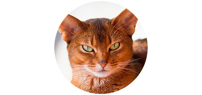 Wild and Dangerous: 10 Cat Breeds with the Most Complex Characters Wild and Dangerous: 10 Cat Breeds with the Most Complex Characters
