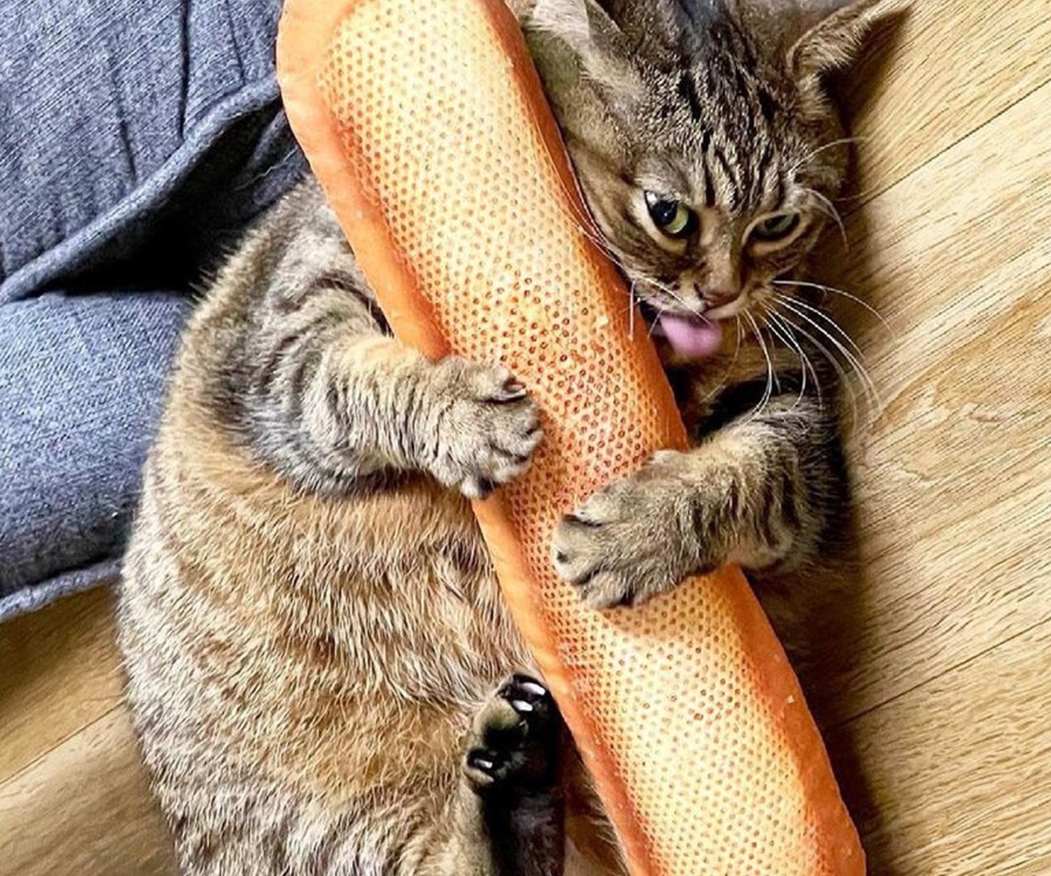 Отдай батон, негодяй: почему кошки любят хлеб