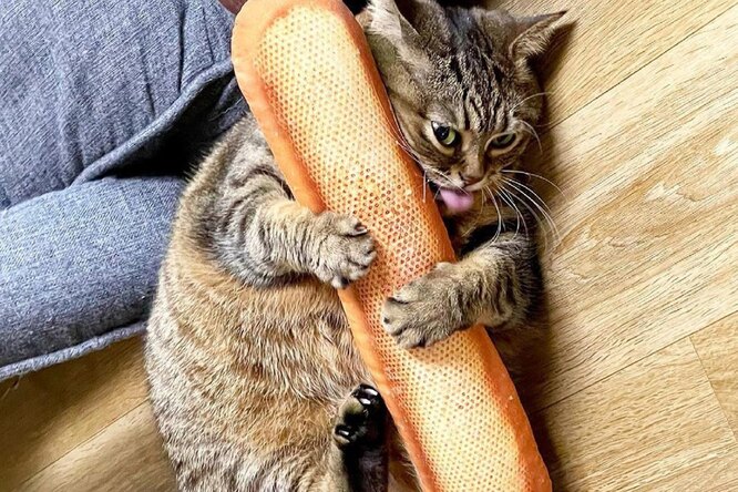 “Give me a loaf, scoundrel”: why cats love bread