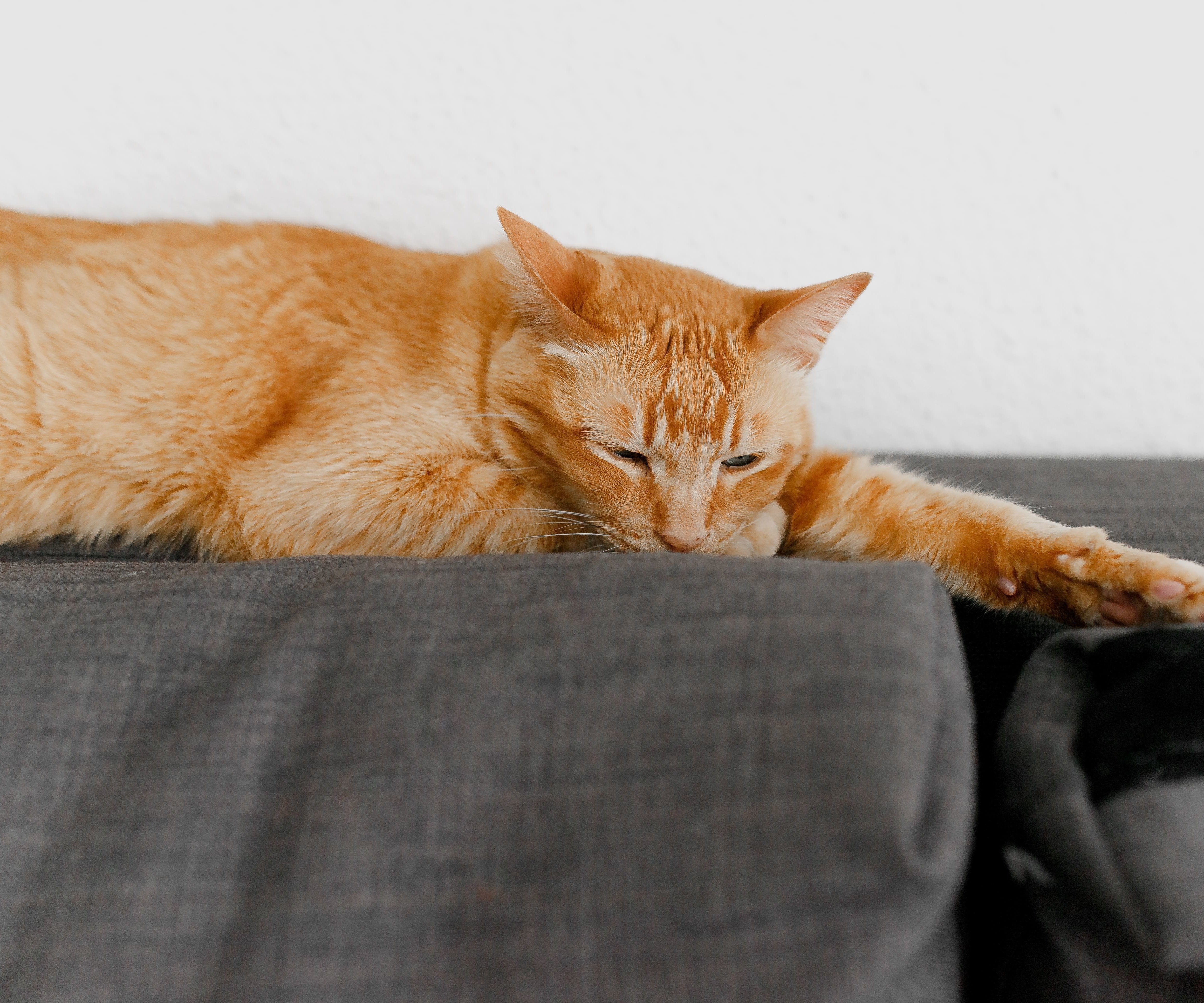 Особо опасно для домашних кошек: что такое синдром усталости усов