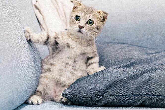 Measure your cat’s IQ: who is he – Einstein or George Bush?